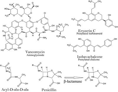 From Petri Dish to Patient: Bioavailability Estimation and Mechanism of Action for Antimicrobial and Immunomodulatory Natural Products